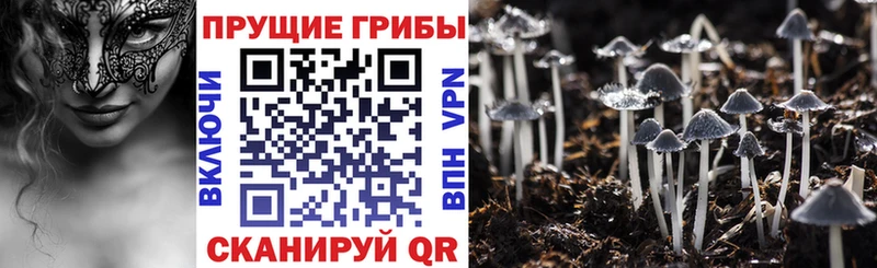 мега tor Лаишево Псилоцибиновые грибы Psilocybine cubensis